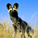 A cheetah standing on a African grassland