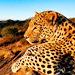 A cheetah lying down on a rock